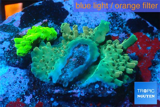 Acropora green & blue tip base rock 4-6 cm WYSIWYG acclimaté