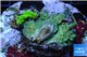 Acropora green & blue tip base rock 4-6 cm WYSIWYG acclimaté