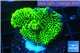 Montipora green & purple polyps 2-4 cm WYSIWYG acclimaté