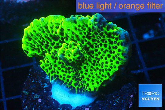 Montipora green & purple polyps 2-4 cm WYSIWYG acclimaté
