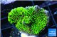 Montipora green & purple polyps 2-4 cm WYSIWYG acclimaté