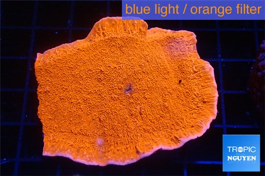 Montipora capricornis green 3-4 cm WYSIWYG acclimaté