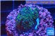 Acropora nana Fijii 2-3 cm WYSIWYG acclimaté