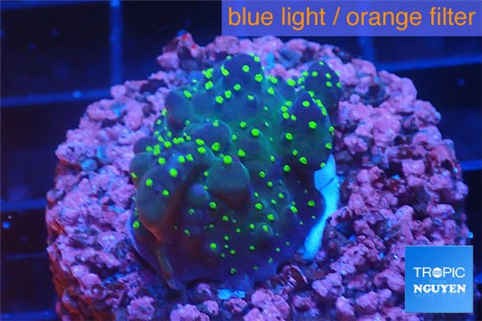 Acropora nana Fijii 2-3 cm WYSIWYG acclimaté