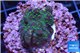 Acropora nana Fijii 2-3 cm WYSIWYG acclimaté