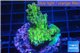Acropora green purple Australia 3-4 cm WYSIWYG acclimaté