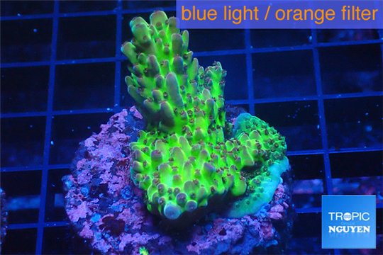 Acropora green purple Australia 3-4 cm WYSIWYG acclimaté