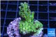 Acropora green purple Australia 3-4 cm WYSIWYG acclimaté