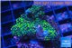 Acropora nana Fijii 2-4 cm WYSIWYG acclimaté