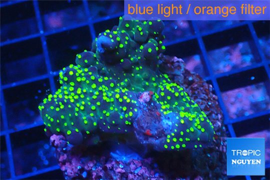 Acropora nana Fijii 2-4 cm WYSIWYG acclimaté