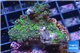 Acropora nana Fijii 2-4 cm WYSIWYG acclimaté
