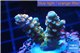 Acropora Walt Disney Indonesia 2-3 cm WYSIWYG acclimaté