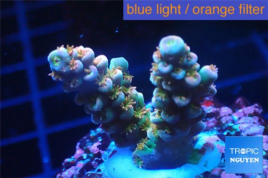 Acropora Walt Disney Indonesia 2-3 cm WYSIWYG acclimaté