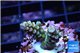 Acropora Walt Disney Indonesia 2-3 cm WYSIWYG acclimaté