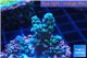 Acropora green blue 3-4 cm WYSIWYG acclimaté