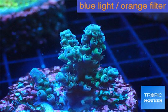 Acropora green blue 3-4 cm WYSIWYG acclimaté