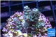 Acropora green blue 3-4 cm WYSIWYG acclimaté
