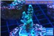 Acropora green blue 3-4 cm WYSIWYG acclimaté