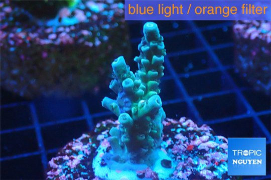 Acropora green blue 3-4 cm WYSIWYG acclimaté