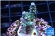 Acropora green blue 3-4 cm WYSIWYG acclimaté