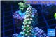 Acropora rainbow Indonesia 2-3 cm WYSIWYG acclimaté