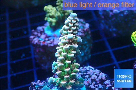 Acropora rainbow Indonesia 2-3 cm WYSIWYG acclimaté