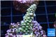 Acropora rainbow Indonesia 2-3 cm WYSIWYG acclimaté
