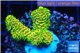 Acropora gold Indonesia 2-3 cm WYSIWYG acclimaté