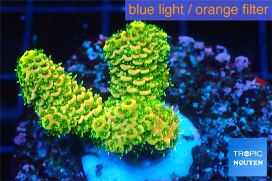 Acropora gold Indonesia 2-3 cm WYSIWYG acclimaté