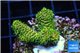 Acropora gold Indonesia 2-3 cm WYSIWYG acclimaté