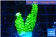 Acropora full neon green 2-3 cm WYSIWYG acclimaté
