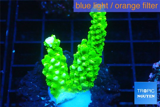 Acropora full neon green 2-3 cm WYSIWYG acclimaté