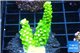 Acropora full neon green 2-3 cm WYSIWYG acclimaté