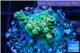 Acropora green purple Indonesia 2-3 cm WYSIWYG acclimaté