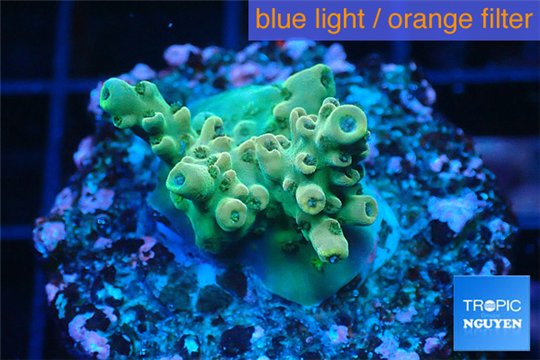 Acropora green purple Indonesia 2-3 cm WYSIWYG acclimaté