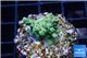 Acropora green purple Indonesia 2-3 cm WYSIWYG acclimaté