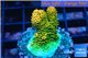Acropora gold Indonesia 2-3 cm WYSIWYG acclimaté
