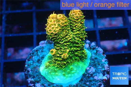 Acropora gold Indonesia 2-3 cm WYSIWYG acclimaté