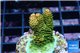 Acropora gold Indonesia 2-3 cm WYSIWYG acclimaté