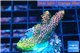 Acropora pink & green 2-3 cm WYSIWYG acclimaté