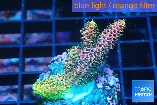 Acropora pink & green 2-3 cm WYSIWYG acclimaté