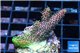 Acropora pink & green 2-3 cm WYSIWYG acclimaté