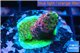 Acropora tricolor Fijii 1-2 cm WYSIWYG acclimaté