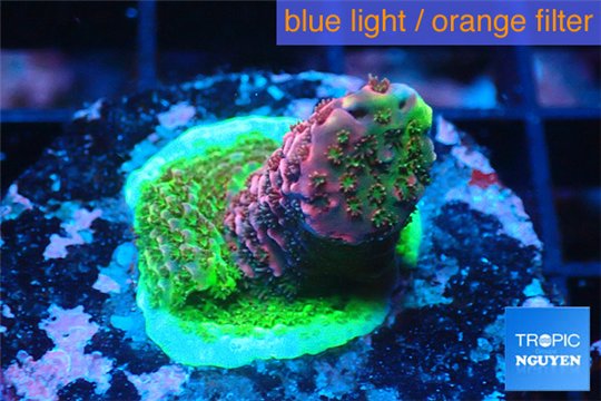 Acropora tricolor Fijii 1-2 cm WYSIWYG acclimaté