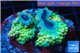 Acropora green & blue tip base rock 4-6 cm WYSIWYG acclimaté