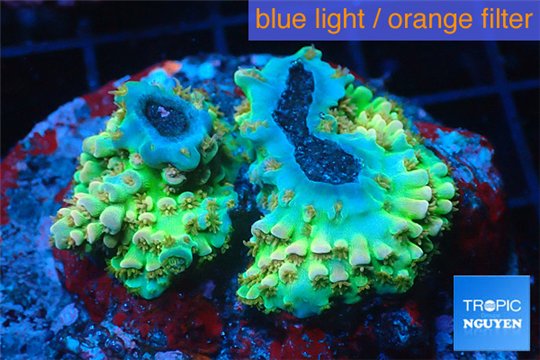 Acropora green & blue tip base rock 4-6 cm WYSIWYG acclimaté