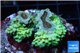 Acropora green & blue tip base rock 4-6 cm WYSIWYG acclimaté