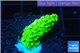 Acropora full neon green 2-3 cm WYSIWYG acclimaté