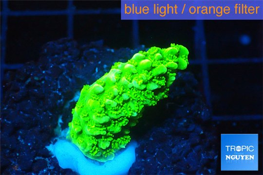 Acropora full neon green 2-3 cm WYSIWYG acclimaté