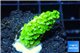 Acropora full neon green 2-3 cm WYSIWYG acclimaté